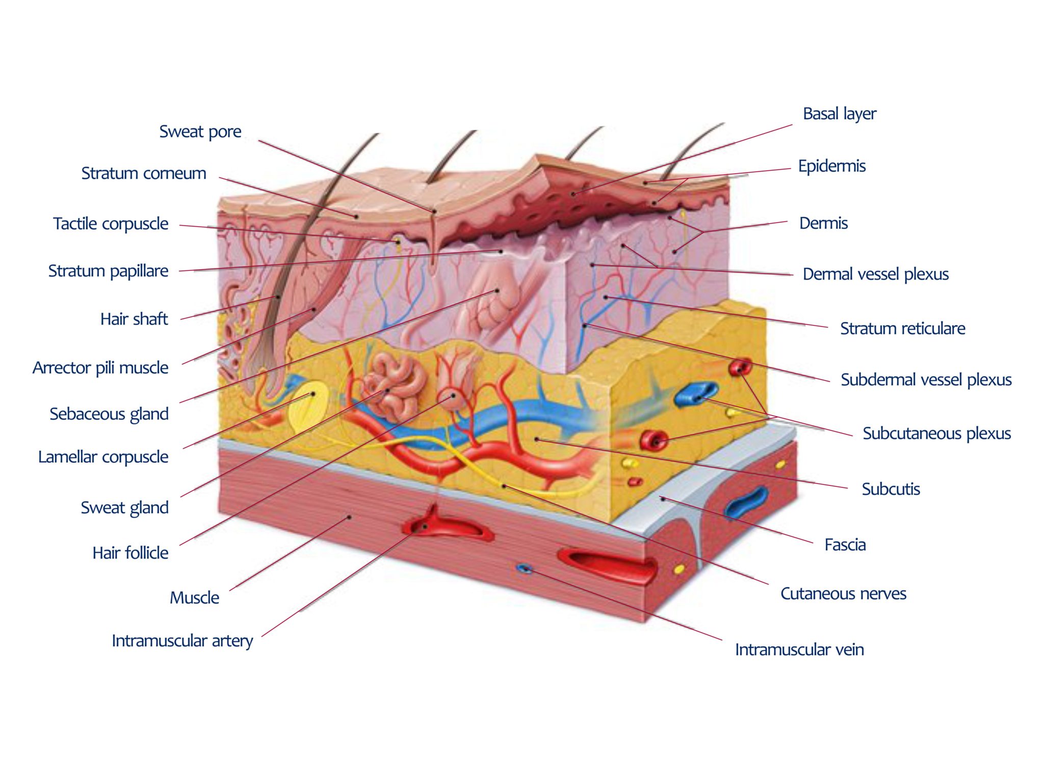 Understanding Skin – Leaderma